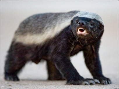 gethoneybadger
